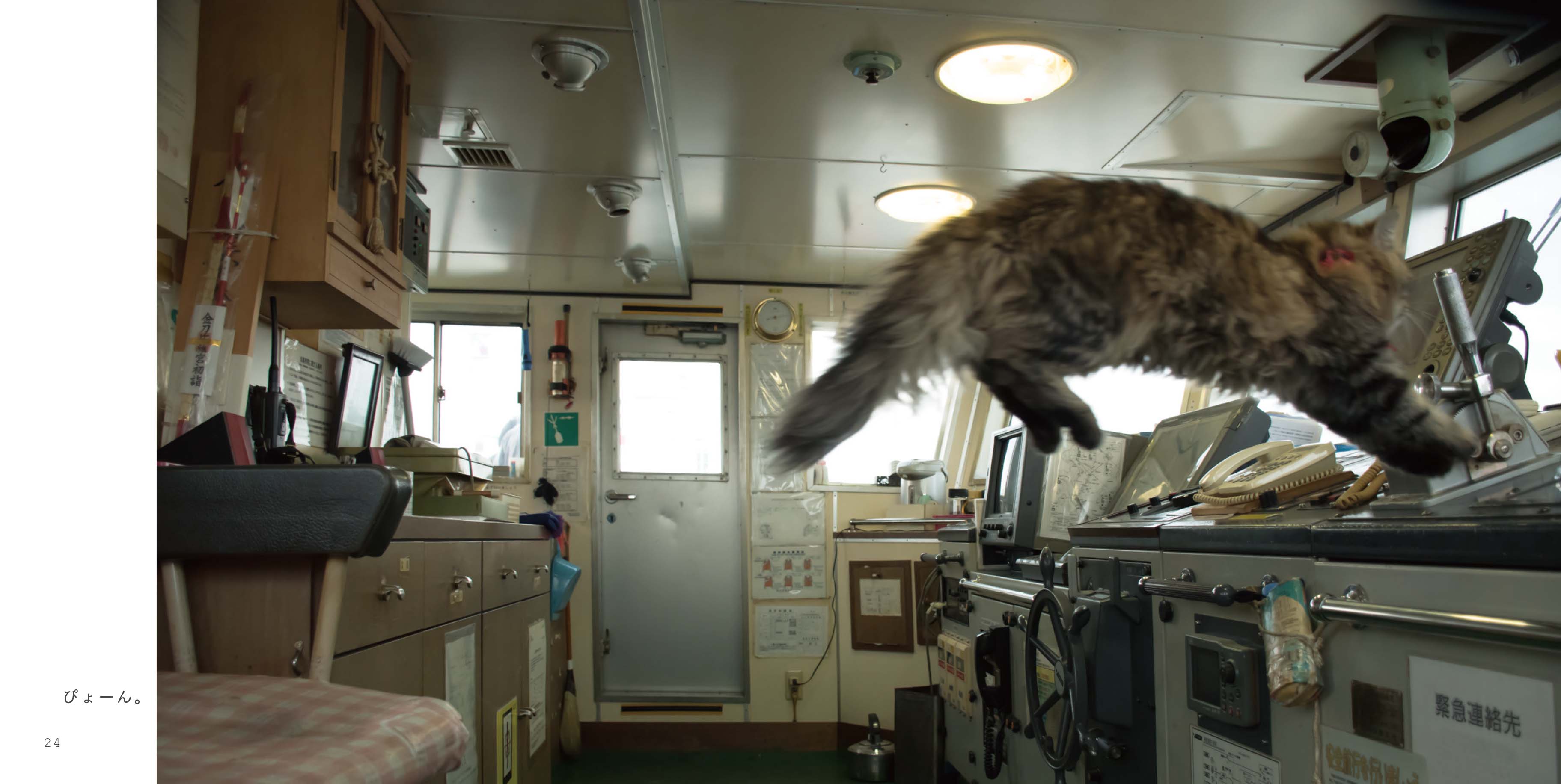 その愛くるしさで話題沸騰の船乗り猫 カンパチ船長 初の写真集がついに発売 Web河出