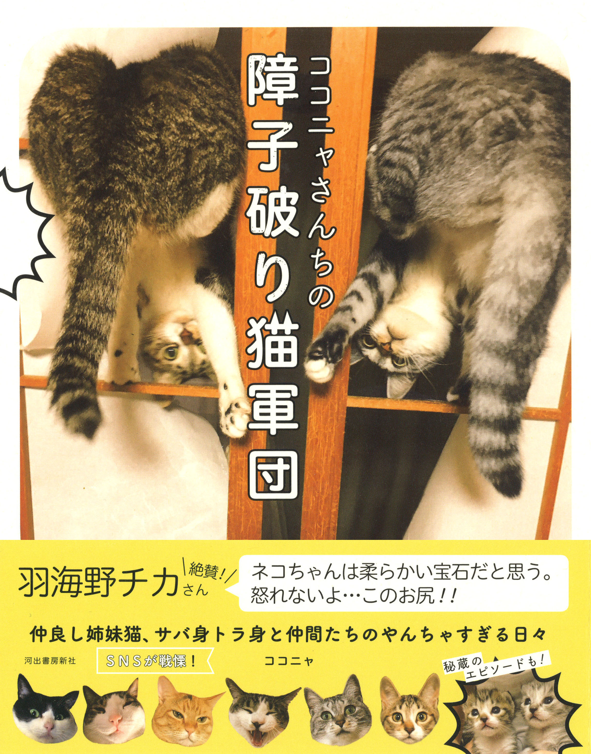猫 チカ