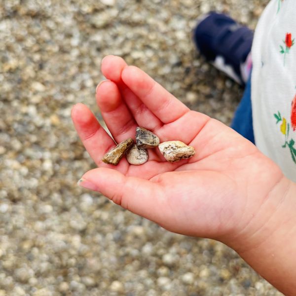 石ころをひろう写真